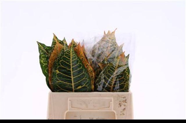 <h4>DECOGROEN GROOT BLAD</h4>