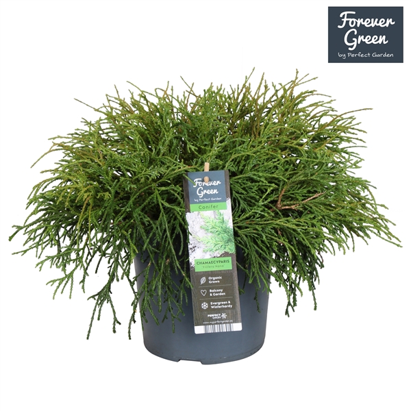 <h4>Chamaecyparis pisifera 'Filifera Nana' P19</h4>