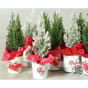 Cham L Ellwoodii Snow Sinc