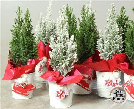 <h4>Cham L Ellwoodii Snow Sinc</h4>