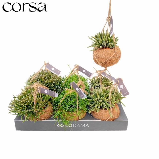 <h4>Rhipsalis Gem</h4>