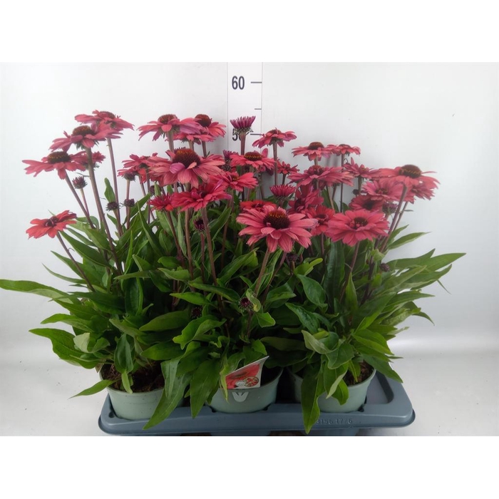 <h4>Echinacea purp.</h4>