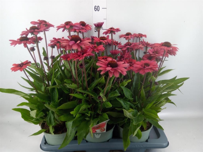 Echinacea purp.