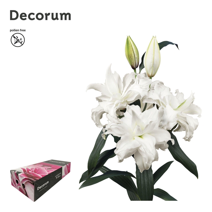 <h4>LI ROSELILY ANGELA 4+ XL Decorum Box</h4>