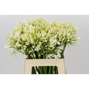Agapanthus Gletsjer