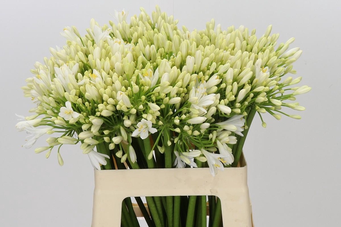 <h4>Agapanthus Gletsjer</h4>