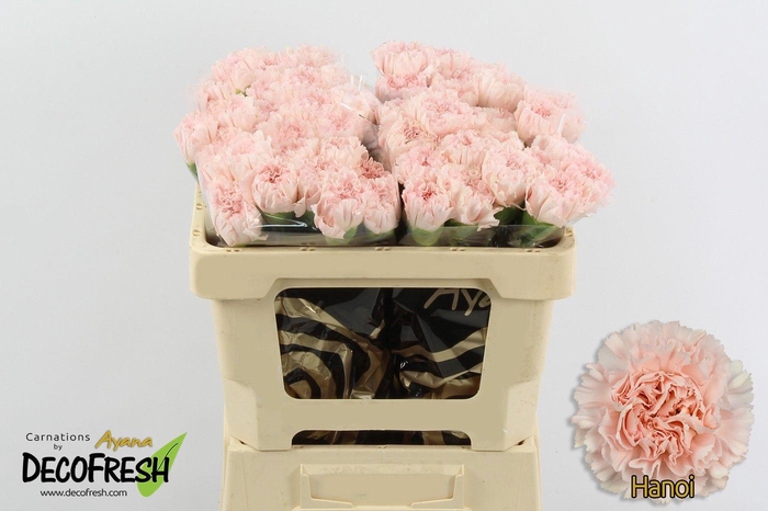 <h4>Di St Hanoi</h4>