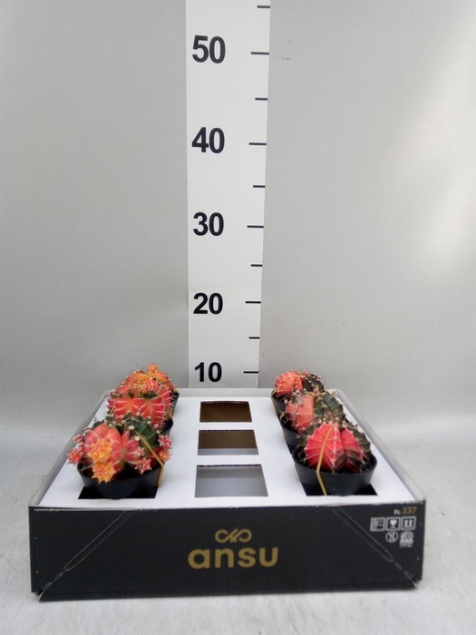 Gymnocalycium mihanov. 'Japan'  mix