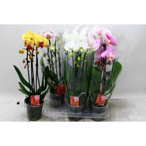 PHAL EL CASCADE