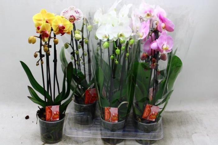 <h4>PHAL EL CASCADE</h4>