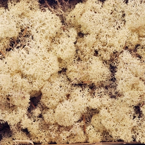 Reindeer Moss Preserved Natural