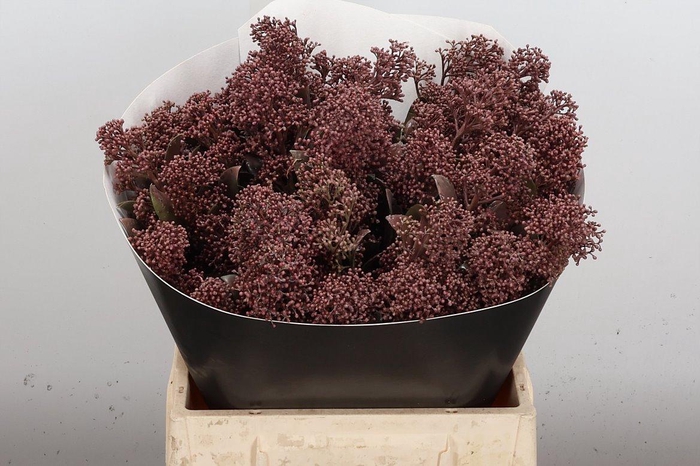 <h4>Skimmia Wx Caramel</h4>