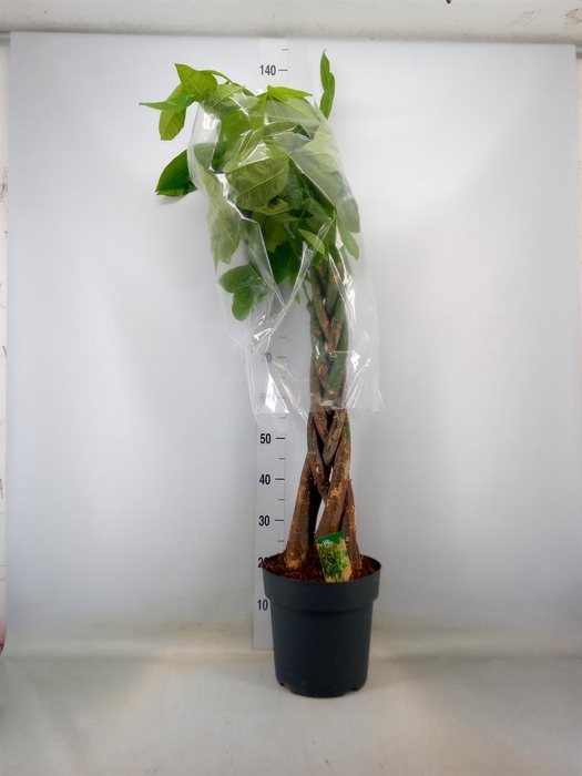 <h4>Pachira aquatica</h4>