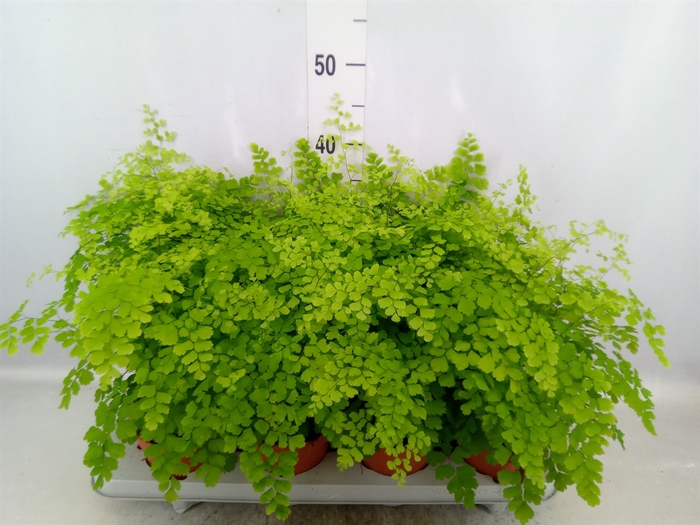 <h4>Adiantum raddi. 'Fragrans'</h4>