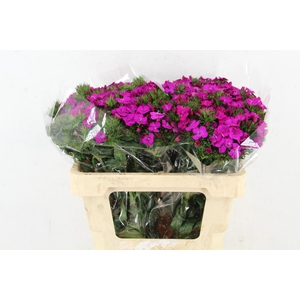 DI AMAZON NEON PURPLE