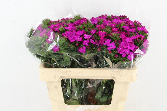 <h4>DI AMAZON NEON PURPLE</h4>