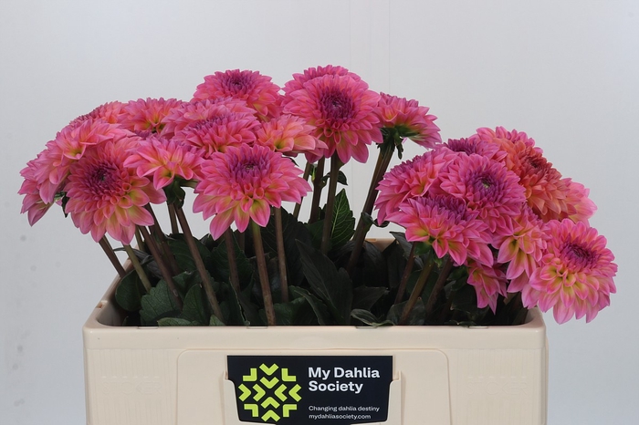 <h4>Dahlia Esli</h4>