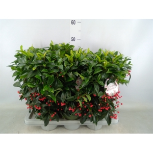 Ardisia crenata 'Bos Premium'