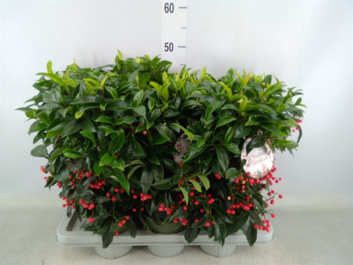 <h4>Ardisia crenata 'Bos Premium'</h4>