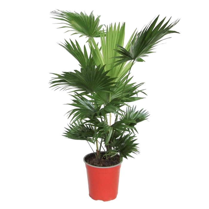 <h4>Livistona Rotundifolia 2 pp</h4>