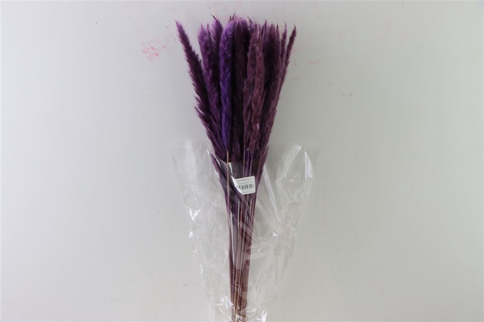 Dried Fluffy Pampas Milka Bunch Slv