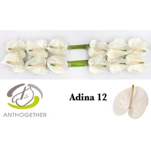 Anth A Adina 13 cm X12 Bouman