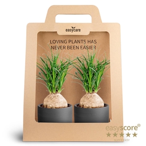 2-Pack Raw Black, Beaucarnea P10