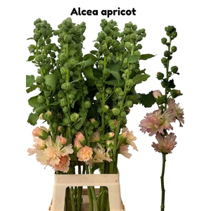 ALCEA ROSEA OV