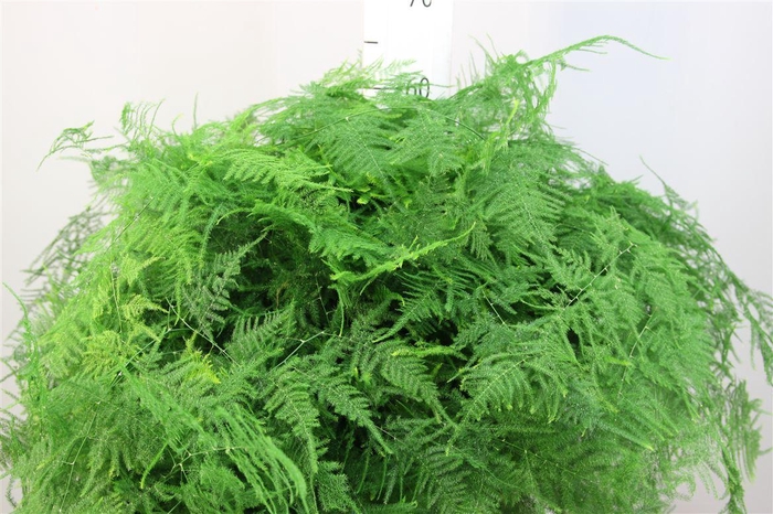 <h4>Asparagus Setaceus Extra Veren</h4>