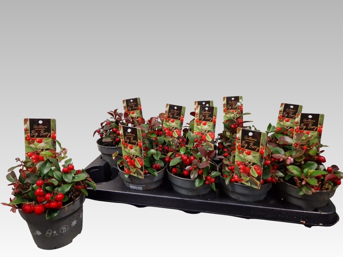 <h4>Gaulth Pr Big Berry</h4>