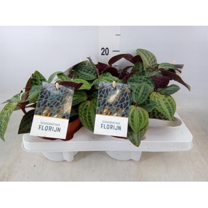 Geogenanthus poeppigii 'Florijn'