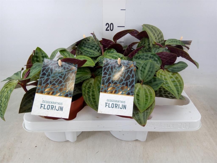 <h4>Geogenanthus poeppigii 'Florijn'</h4>