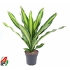 Dracaena Burley