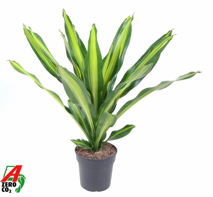 Dracaena Burley