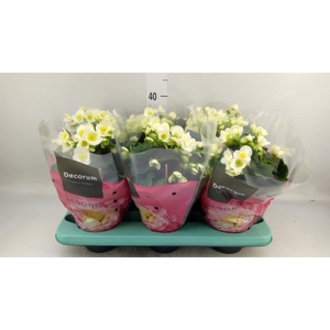 Begonia elat. HL 'Valentino White'