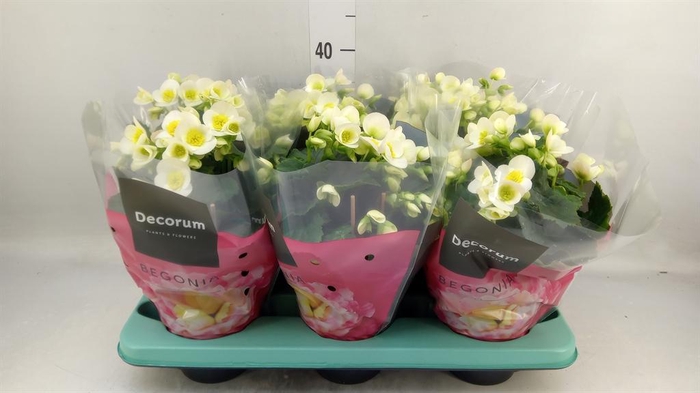 <h4>Begonia elat. HL 'Valentino White'</h4>