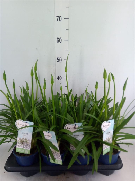 <h4>Agapanthus  'Amourette Superb Whit'</h4>