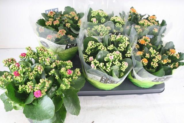 <h4>KAL GE GEM 4 KL</h4>