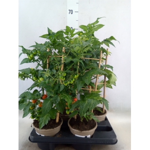 Solanum lycopersicum   ...