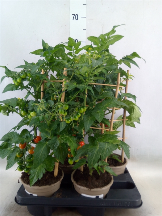 <h4>Solanum lycopersicum   ...</h4>