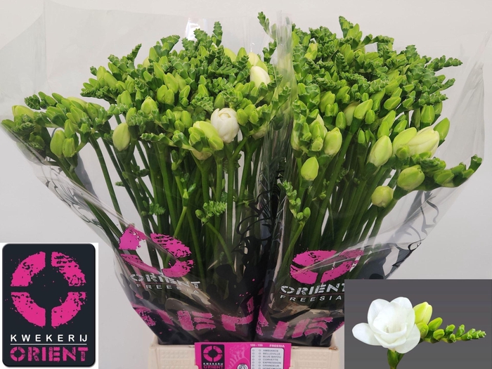 <h4>Freesia du Essence</h4>