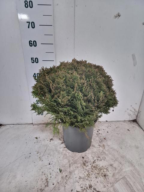 <h4>THUJA O DANICA</h4>