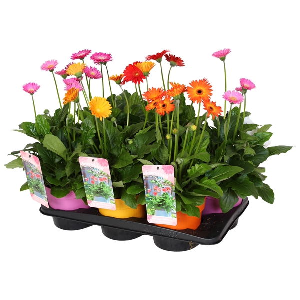 Gerbera Garvinea Gemengd 4+bloemen, containerpot