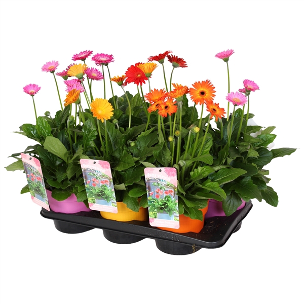 <h4>Gerbera Garvinea Gemengd 4+bloemen, containerpot</h4>