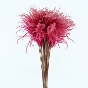 Dried Stipa Feather Cerise