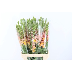 Antir Overig Light Orange