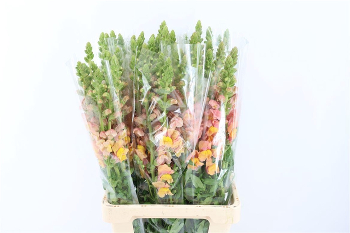 <h4>Antir Overig Light Orange</h4>