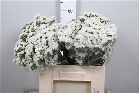 <h4>Lim S White Starl Wings</h4>