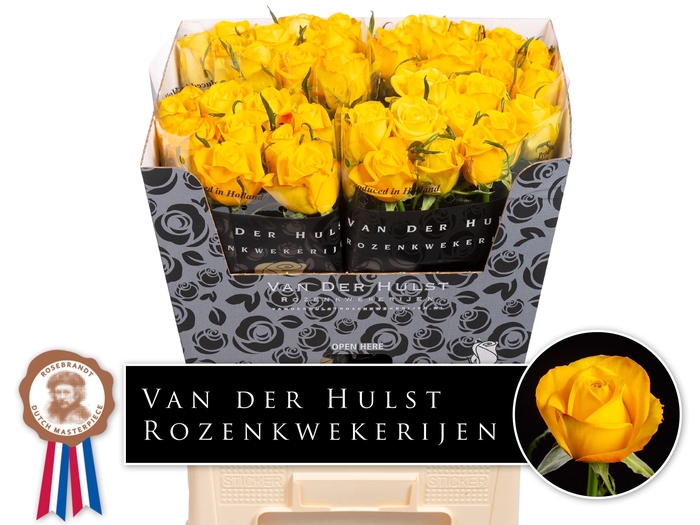 <h4>R GR CATALUNYA+</h4>