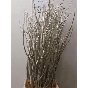 Mitsumata Col Champagne